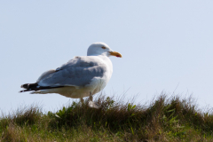 Möwe auf Helgoland