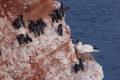 Lummen und Basstölpel auf Helgoland