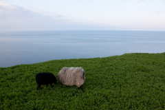 Schafe auf Helgoland