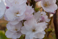 Kirschblüten