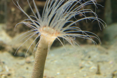 Aquarium Helgoland