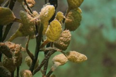 Seegras im Aquarium Helgoland