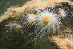 Seeanemone