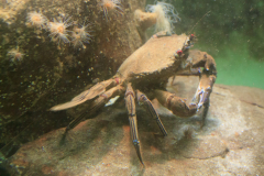 Krabbe