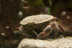 Krabbe