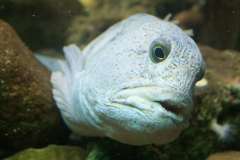 Fisch