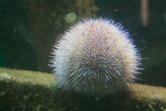 Seeigel
