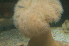 Seeanemone