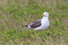 Silbermöwe im Grün