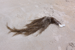 Strandgut