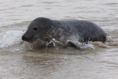 Kegelrobbe im Wasser