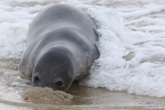 Kegelrobbe im Wasser