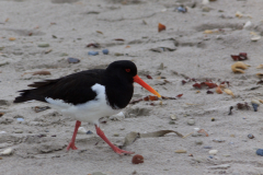 Austernfischer am Strand