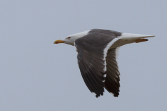 Silbermöwe im Flug
