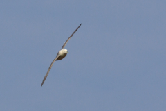 Eissturmvogel
