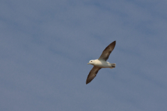 Eissturmvogel