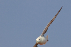 Eissturmvogel