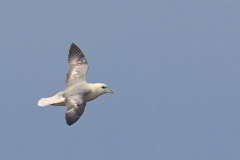 Profil des Eissturmvogel