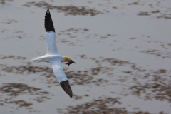 Basstölpel im Flug
