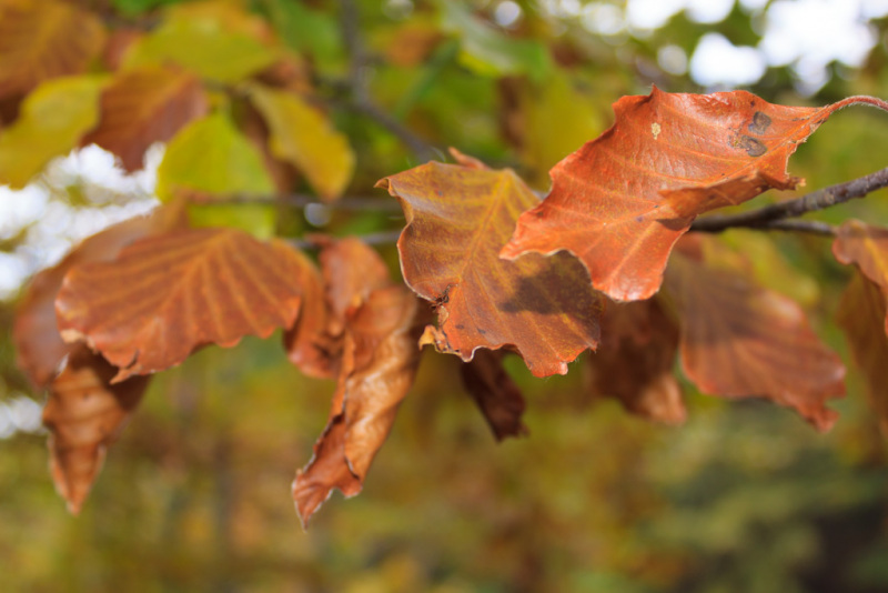 Herbstlaub