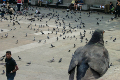 Doves on Trafalgar Square