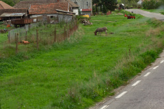 Am Wegesrand