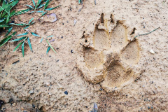 Wolfsspur