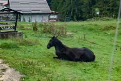 Stiller Beobachter