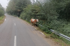Kuh am Wegesrand