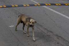 Strßenhund