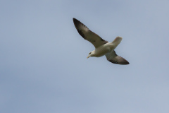 Arctic fulmar