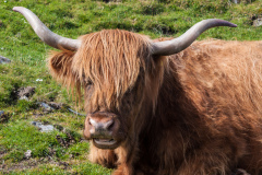 Highland cattle