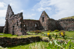Löwenzahn auf Iona
