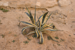 Amphitheater El-Djem
