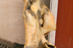 Kalbskopf