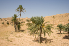 Palmen