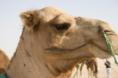 Kamele und Dromedare