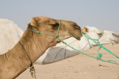 Kamele und Dromedare