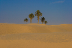 Die Sahara