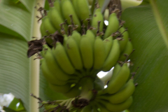 Bananen