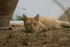 Getigerte Katze